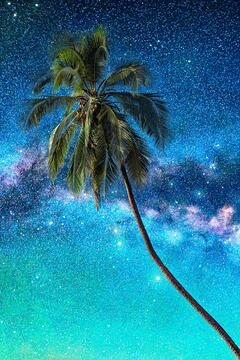 High in a Coconut Tree